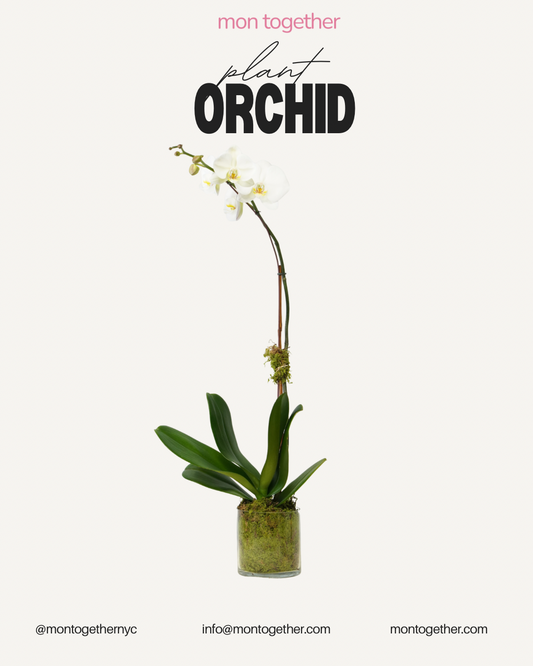 Single White Orchid