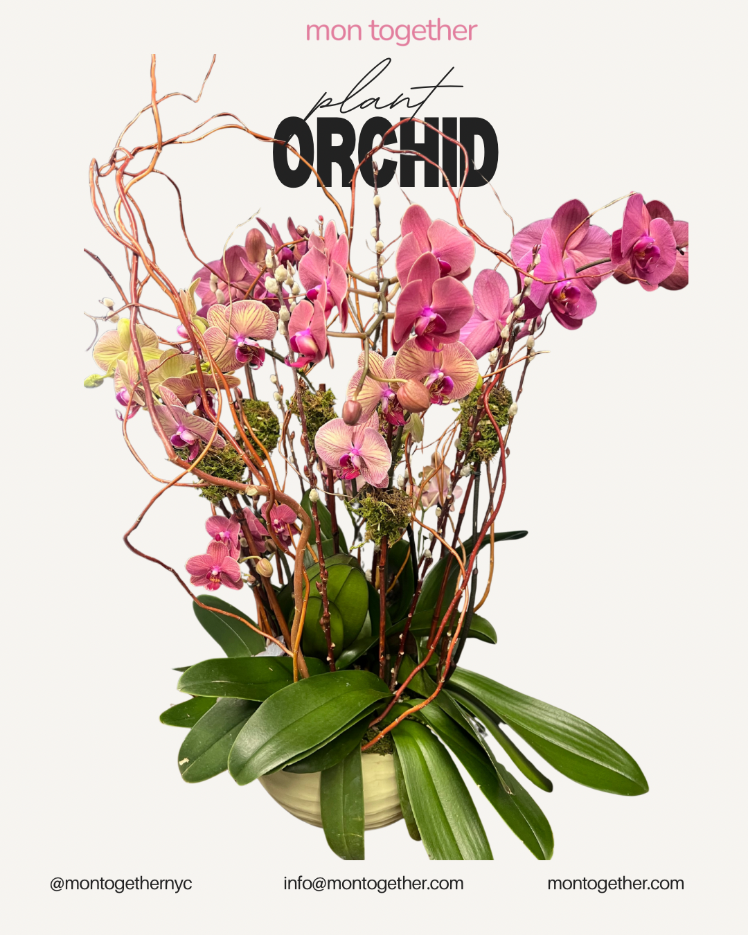 Peach Orchid Garden with Branches