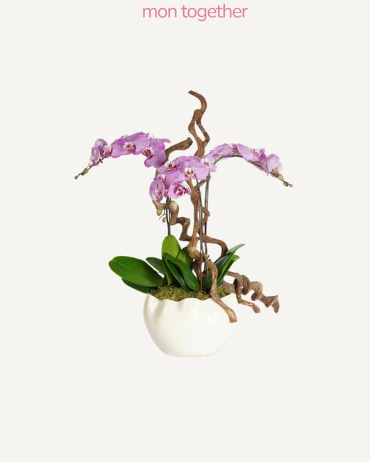 Purple Orchid with Succulent