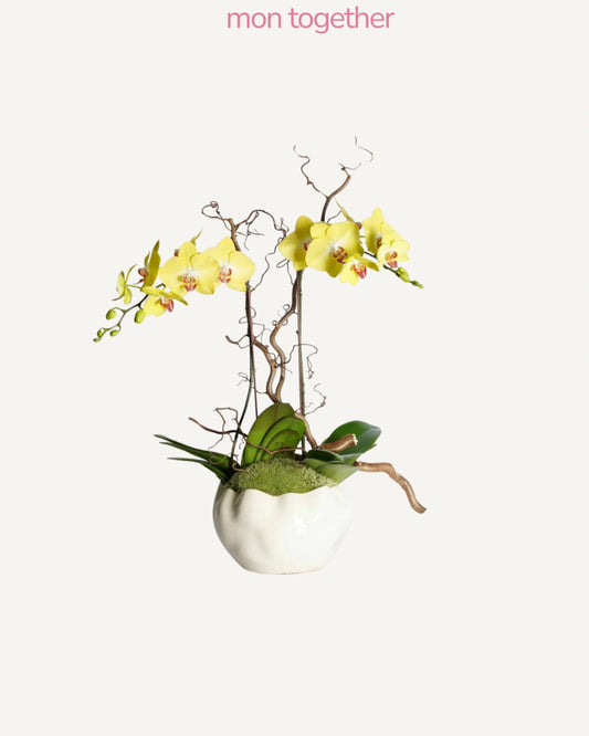 Yellow Orchid with Succulent