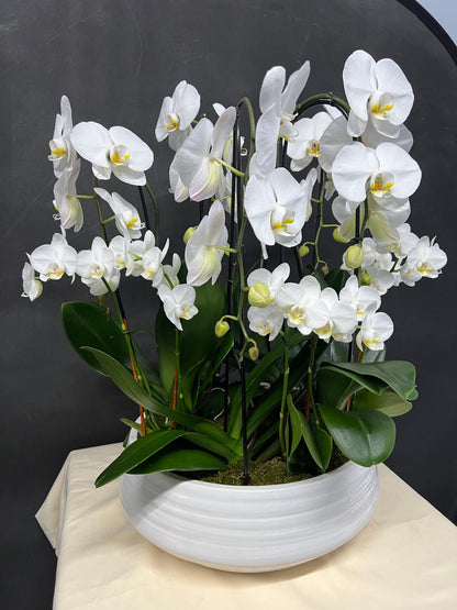 White Large & Mini Orchid Garden