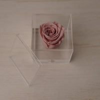 Preserved Rose — Nude