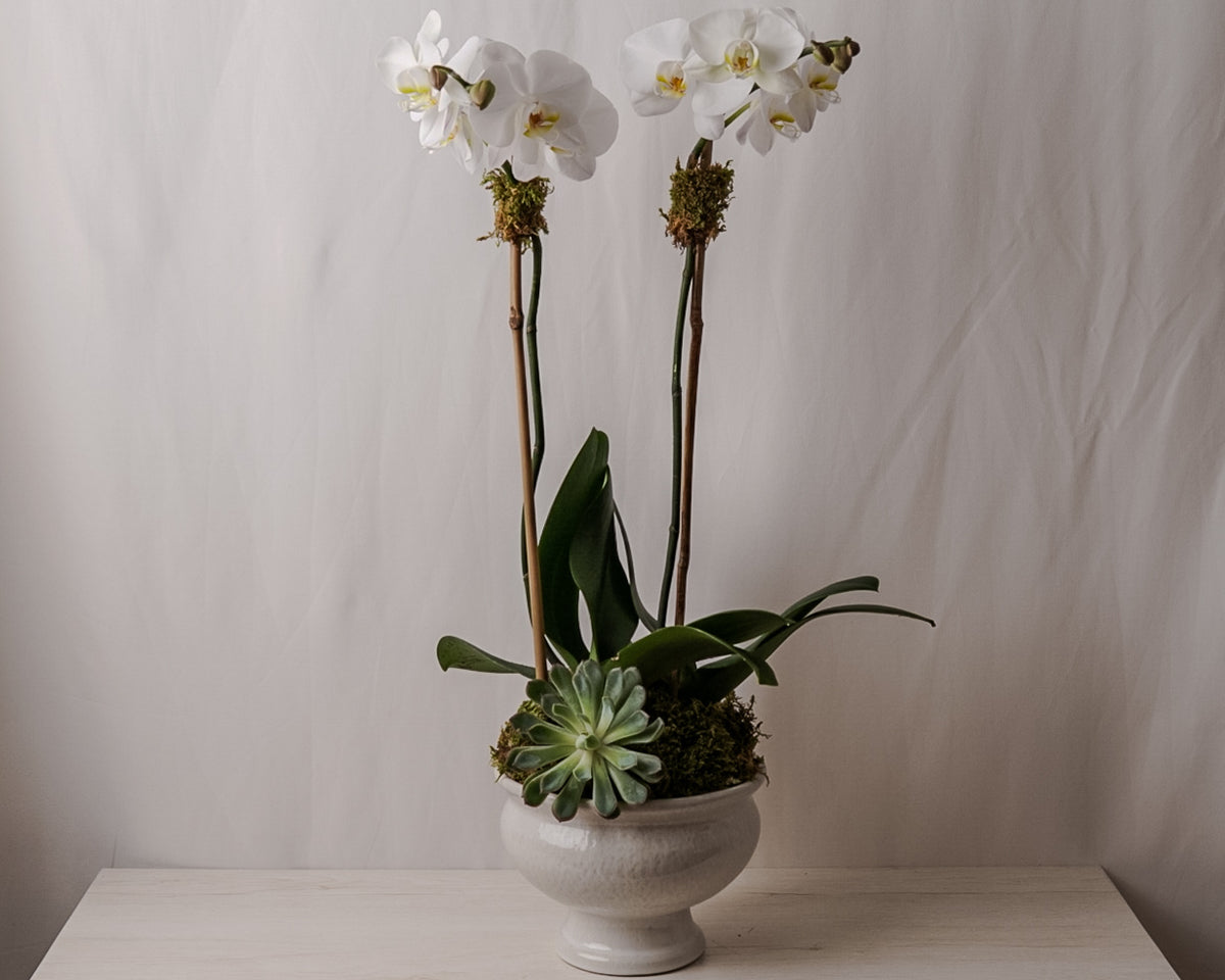White Orchid lè Vazo