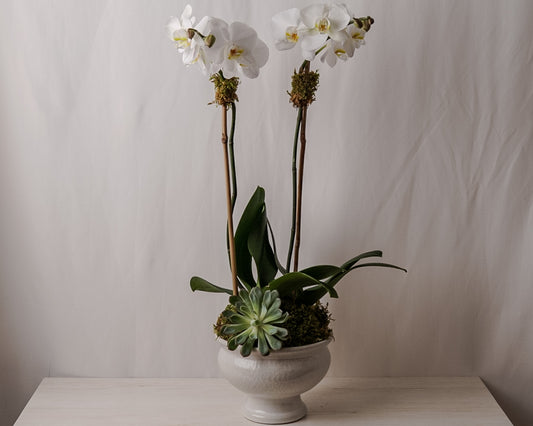White Orchid lè Vazo