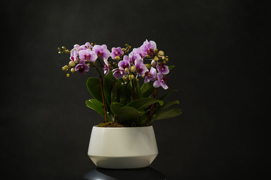 Mini Purple Orchid Garden