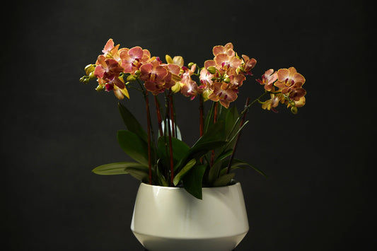 Mini Orange Orchid Garden