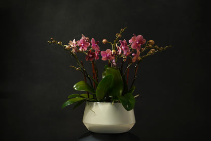 Mini Mauve Orchid Garden