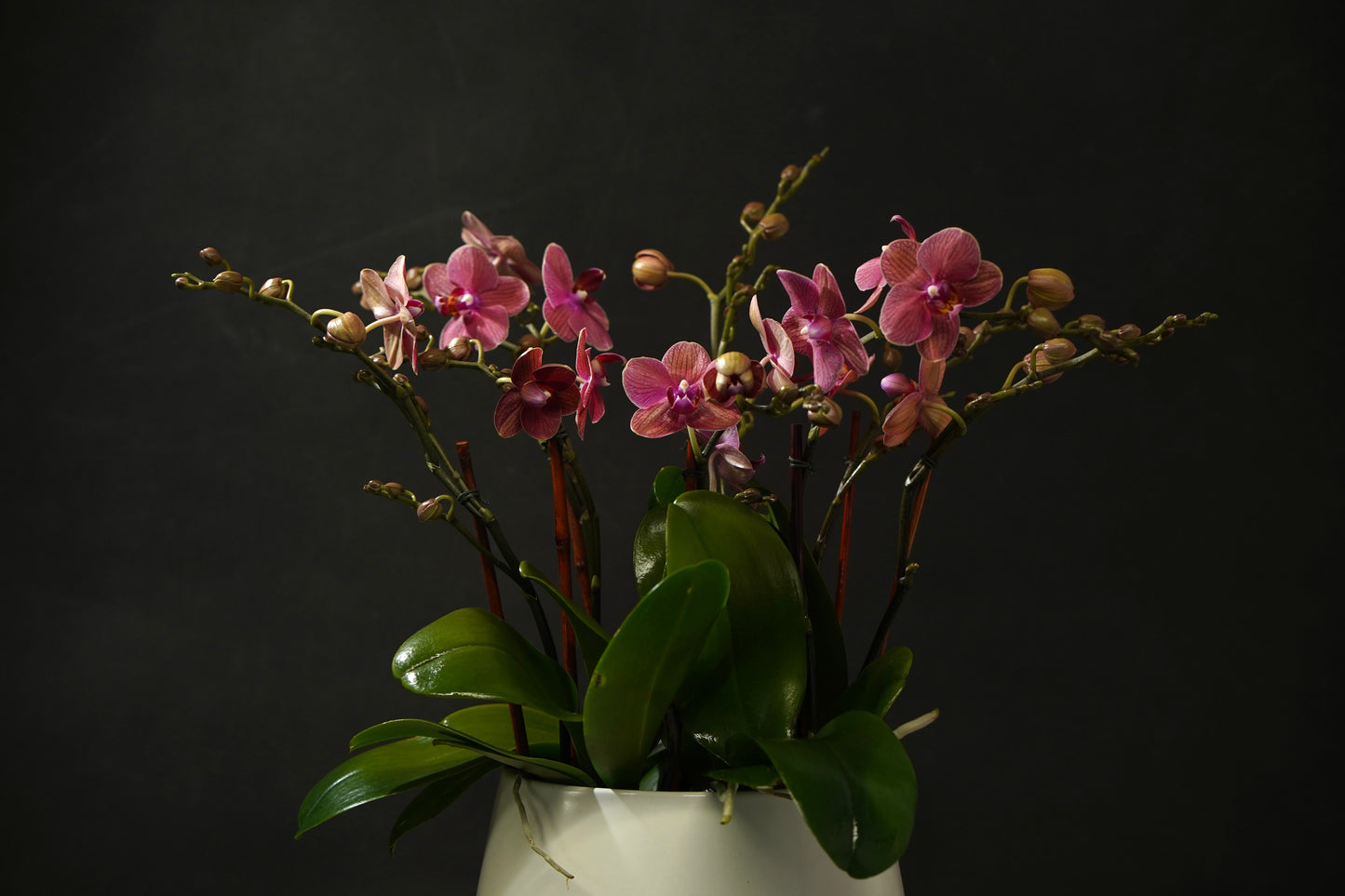 Mini Mauve Orchid Garden