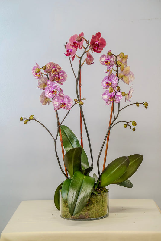 Peach Purple Orchid Deluxe