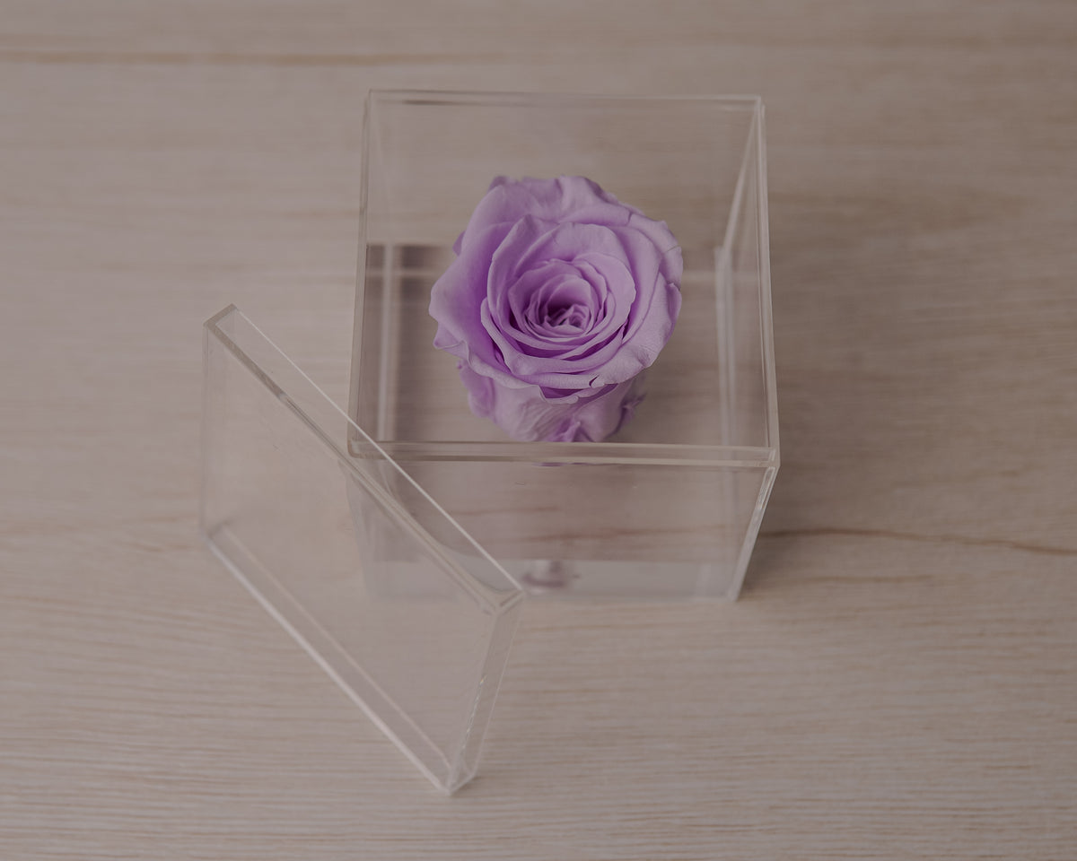 Preserved rose lavender