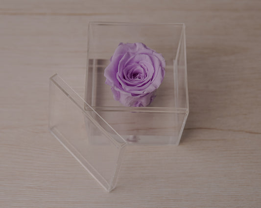 Preserved rose lavender