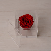 Preserved Rose — Red