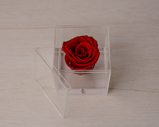 Preserved rose red