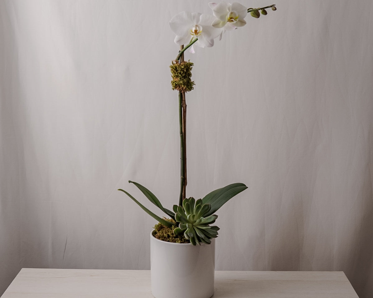White Orchid Single