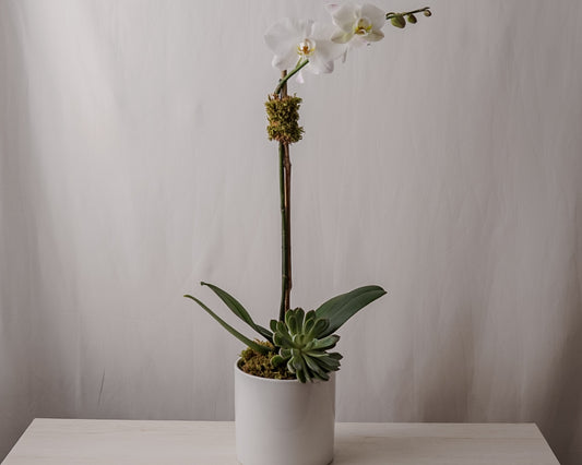 White Orchid Single