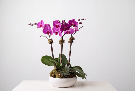 Purple Orchid Triple