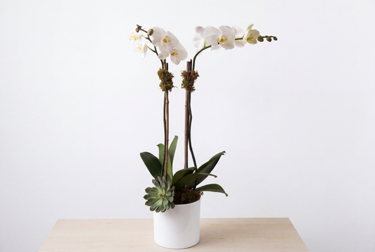 White Orchid Double