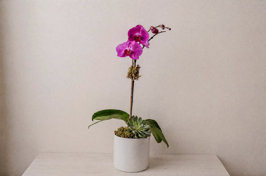 Purple Orchid Single