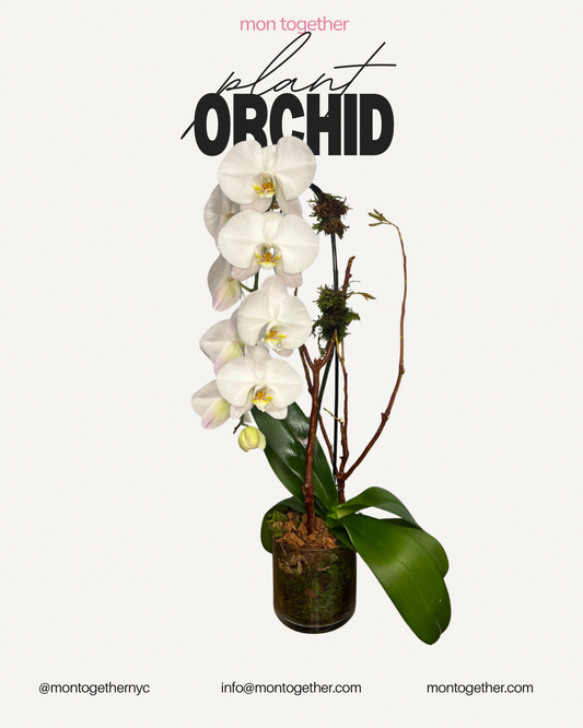 White Orchid
