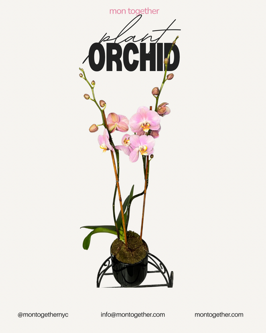 Peach Orchid