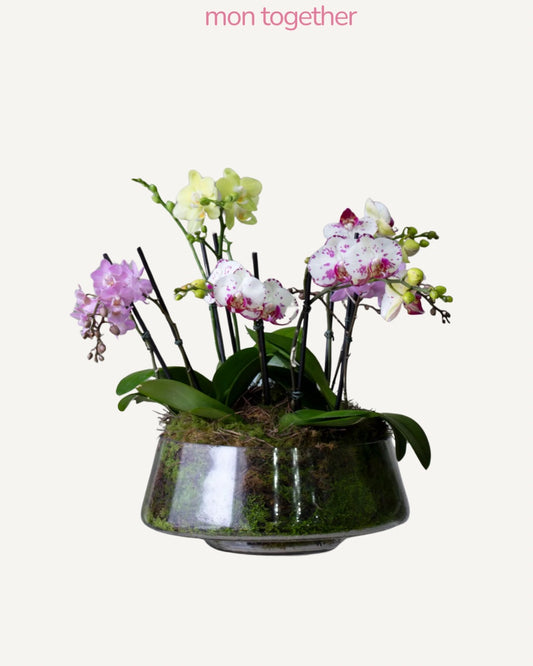 Colorful Mini Orchids