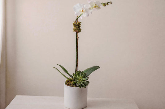 White Orchid Single