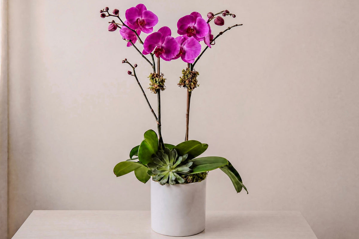 Purple Double Orchid