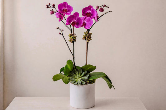 Purple Double Orchid