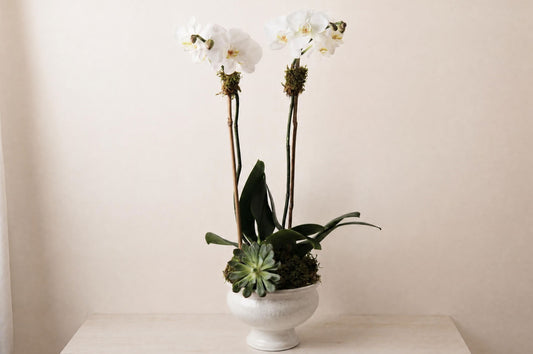 White Orchid lè Vazo