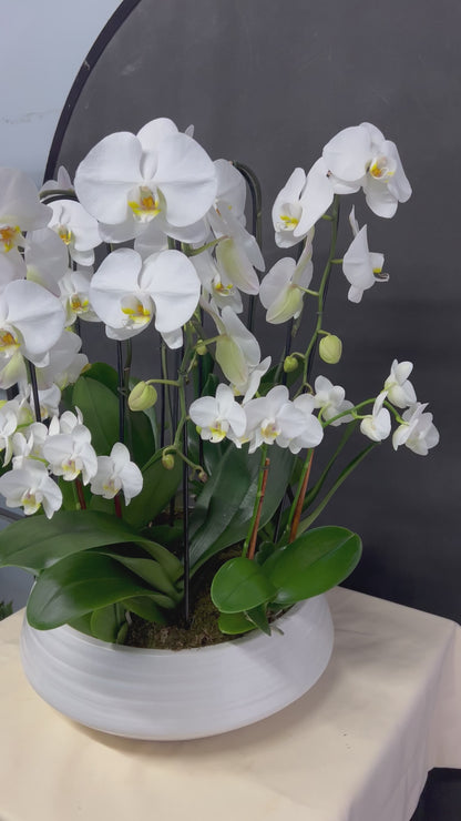 White Large & Mini Orchid Garden